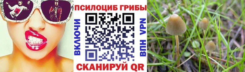 блэк спрут ССЫЛКА купить закладку Бакал Галлюциногенные грибы мицелий